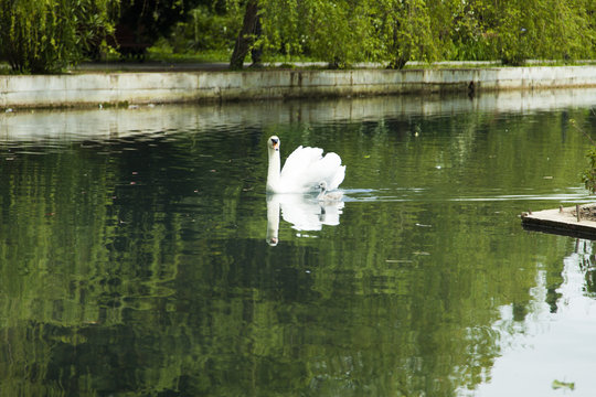 Swans in a pond