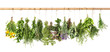 Fresh herbs hanging. Basil, rosemary, thyme,
                      mint, dill, sage