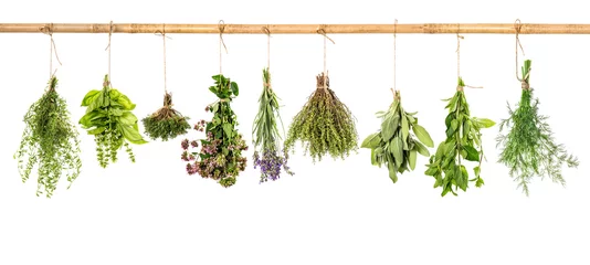 Photo sur Plexiglas Aromatique Collection d& 39 herbes fraîches. Basilic, sauge, aneth, thym, menthe, lavande