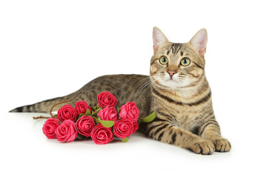 Beautiful cat with flowers isolated on white