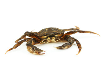 Crab isolated on white