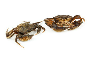 Crab isolated on white