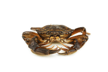 Crab isolated on white
