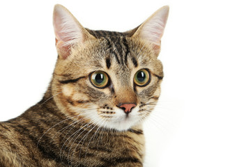 Beautiful cat on white background
