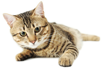 Beautiful cat isolated on white