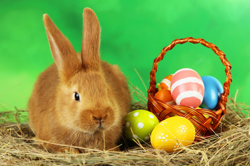 Young red rabbit in hay with eggs on green background