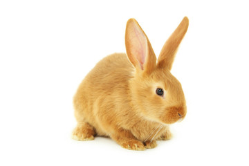 Young red rabbit isolated on white