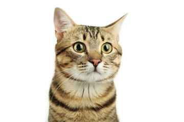 Beautiful cat on white background