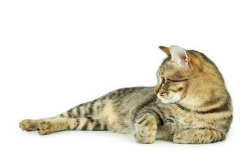 Beautiful cat isolated on white