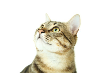 Beautiful cat on white background