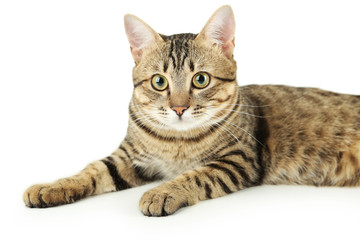 Beautiful cat on white background