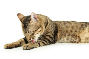 Beautiful cat on white background