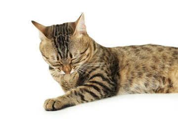 Beautiful cat on white background