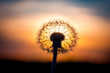 Dandelion flower with sunset