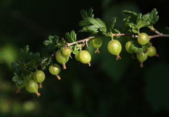  Stachelbeeren- Zeit der Reife