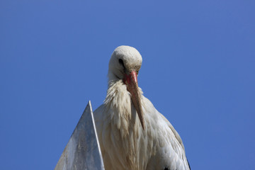 White Stork