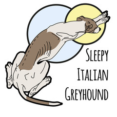 Vector illustration of a sleeping Italian greyhound