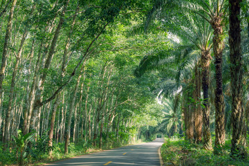 Road Between Row of expired para rubber tree and palm tree