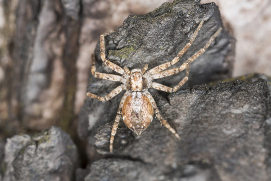 Philodromid Crab Spider On Burnt Pine Wood