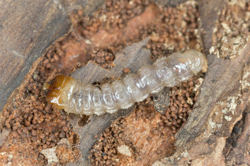 Rhagium, Cerambycidae larva on pine wood