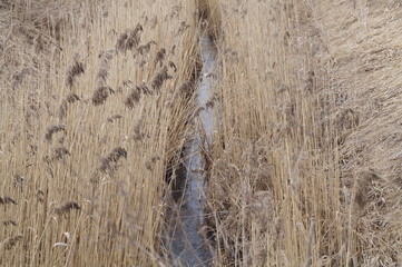 Stream, background, the dried-up grass, whisks
