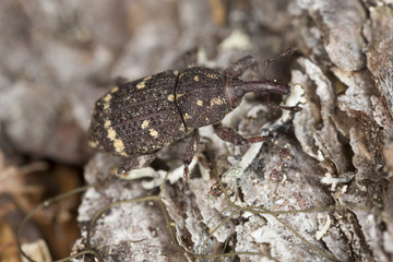 Pissodes weevil, Pissodes pini on pine