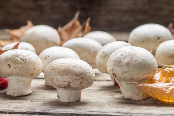 Growing  mushrooms with fall leaves on wooden board.