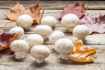 Growing  mushrooms with fall leaves on wooden board.