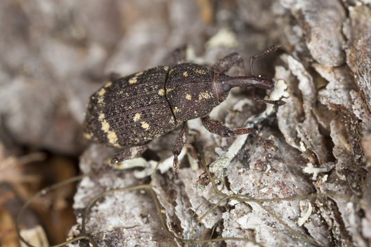 Pissodes weevil, Pissodes pini on pine