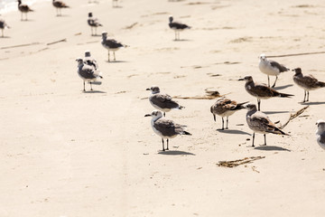 Seagulls in the Sand