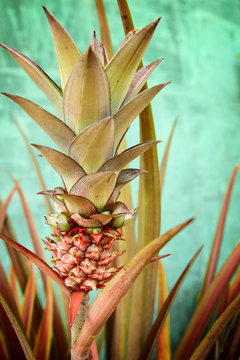 Image of pineapple closeup