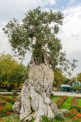 Special type of old olive tree ready for harvest in Baku