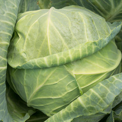 Obraz premium Green ripe cabbage