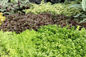 Beautiful fern with the nature