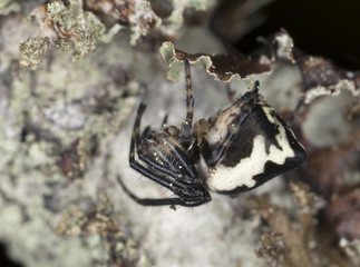 Orb weaver, Cyclosa conica