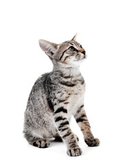 Cute kitten isolated on white