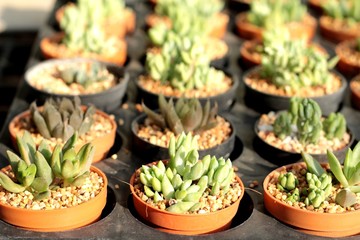 Cactus beauty with the nature