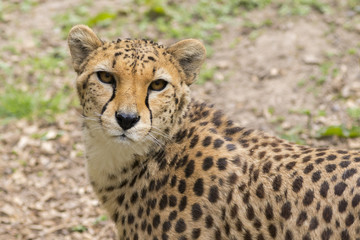 Cheetah (Acinonyx jubatus)