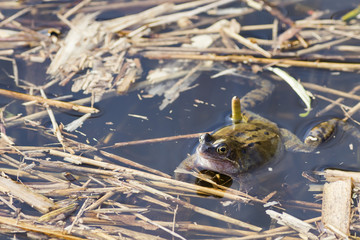 Common frog