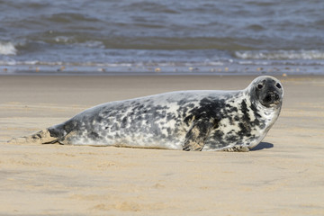 Obraz premium Grey seal