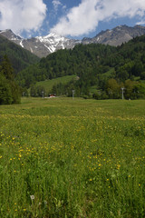Fototapeta na wymiar paesaggio verde montagna alpi cime 