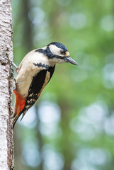 Great Spotted Woodpecker