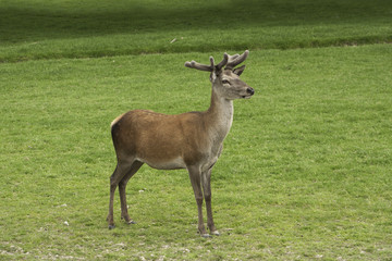 Naklejka na ściany i meble Red deer stag, antlers forming
