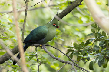 Schalow's Turaco (Tauraco schalowi)