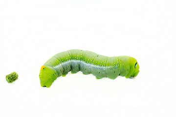 green worm
