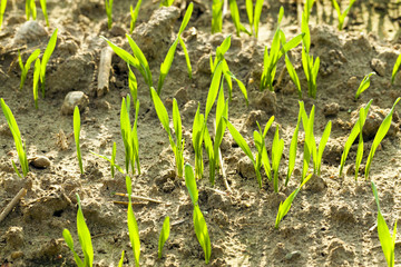 wheat sprouts 