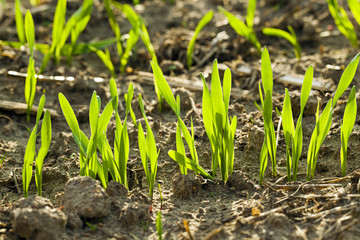 wheat sprouts  