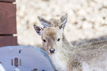 Obraz premium portrait of a young deer