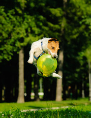 Jack Russell Terrier jumping with flying disk (grouped jump)