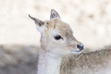 portrait of a young deer